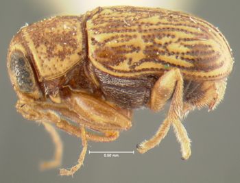 Media type: image;   Entomology 24981 Aspect: habitus lateral view